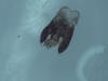 Hylaeus dilatatus